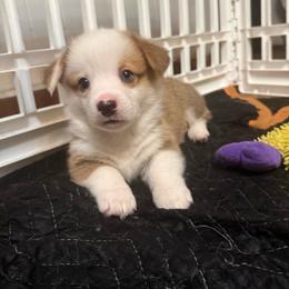 Boy 5 - White and red male Pembroke Welsh Corgi puppy in Ridgeland, South Carolina from FOF Lowcountry Corgis
