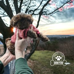 Shih Tzu Puppies from Rollins Farms Shih Tzus