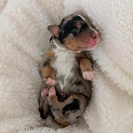 Teacup - Merle male Bernedoodle puppy in Apache Junction, Arizona from Coffey House Doodles