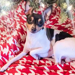 Kent - Toy Fox Terrier