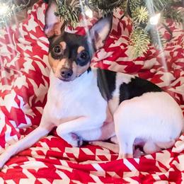 Kent - Toy Fox Terrier
