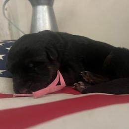 Star-Pink collar - Black and red female German Shepherd puppy in Ronan, Montana from Semper Fi K9 Montana
