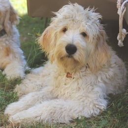 Goldendoodles from Teddy Bear Doodles