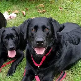 Labrador Retrievers from Shady Run Labradors