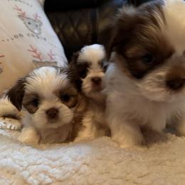 Shih Tzu Puppies from Wood Foo Breeders