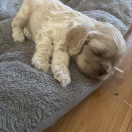 Girl 1 - Buff female Cocker Spaniel puppy in Kingman, Arizona from Amore’s Cockers