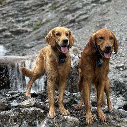 Golden Retrievers from Summit Canine Breeding