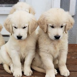 Golden Retrievers from Forever-a-Friend