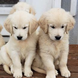 Golden Retrievers from Forever-a-Friend