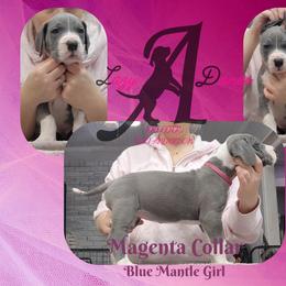 Magenta Collar Girl - Blue and white female Great Dane puppy in Longview, Texas from Lazy A Danes