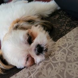 Shih Tzu All Grown Up from Annetta Diaz's Shih Tzus