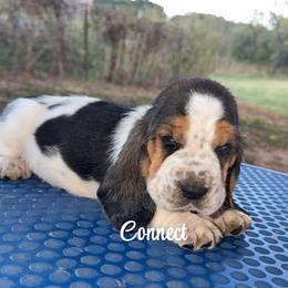 Boy 6 - Black brown and white male Basset Hound puppy in Conway, Missouri from Ozark Mountain Kennel