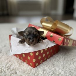 Black collar - Blue merle female Aussiedoodle puppy in Fairmount, Georgia from Muscadine Meadows Farm