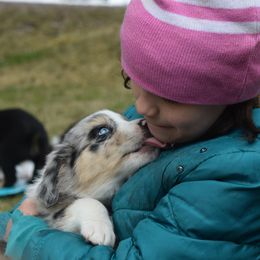 Australian Shepherd Puppies from Glacier Aussies