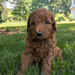 Pink - Red  female Goldendoodle puppy in Midland, North Carolina from Alger Farm, LLC