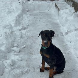 Mint - Black and rust female Doberman Pinscher puppy in Louisville, Kentucky from Ruiz Dobermans