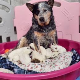 Australian Cattle Dog Puppies from TLC Cattle dogs