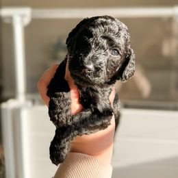 Goldendoodle Puppies from Summer Sun Doodles