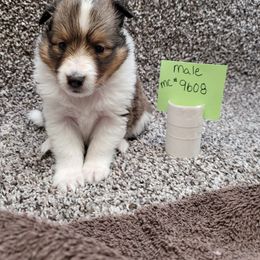 Shetland Sheepdog Puppies from Jones Stacy