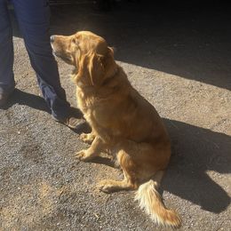 Bonnie - Golden Retriever