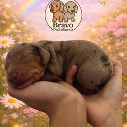 Ferb - Dapple male Dachshund puppy in Homstead, Florida from Bravo Dachshunds