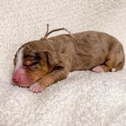 Whittier - Chocolate merle male Bernedoodle puppy in Ammon, Idaho from Little Stone Bernedoodles