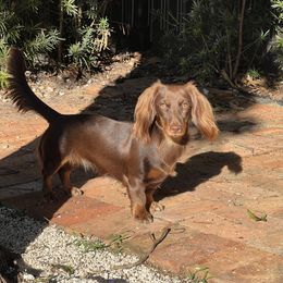 Amalfi - Dachshund
