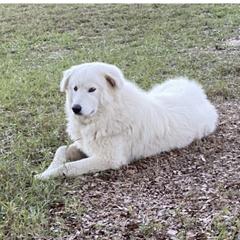 Nita - Anatolian Pyrenees