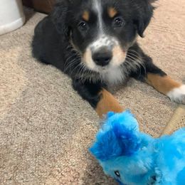 Australian Shepherd Puppies from Michelle Ferguson