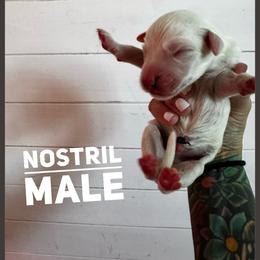 Nostril - White and liver brown male Dalmatian puppy in Stanchfield, Minnesota from Darling Dalmatians