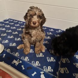Dash - Merle Bernedoodle puppy in Knoxville, Tennessee from Bright Side Doodles