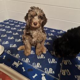 Dash - Merle Bernedoodle puppy in Knoxville, Tennessee from Bright Side Doodles