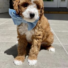 Goldendoodle Puppies from Paddington Doodles