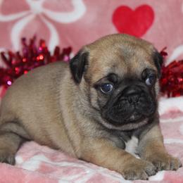 Coke - Fawn male Pug puppy in Tuscola, Illinois from Dream on puppies