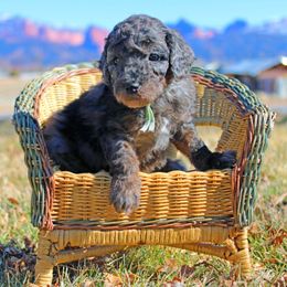 Aussiedoodle Puppies from Color Country Doodles