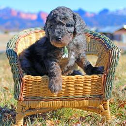 Aussiedoodle Puppies from Color Country Doodles
