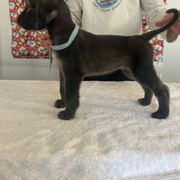 Light Blue Boy - Blue male Afghan Hound puppy in Ocala, Florida from Whirlaway's Ranch