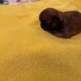 Ursala - Gold female Shih Tzu puppy in Buffalo, New York from Irish Eyes ShihTzu