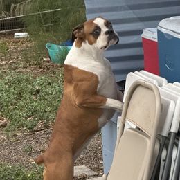 Dallas - Boxer