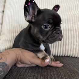 Martina - Tricolors female French Bulldog puppy in Rio Rancho, New Mexico from Aztec Lace Frenchies