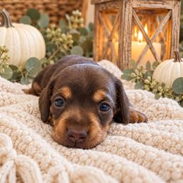 Slinky- CKC Registration - Chocolate and tan male Dachshund puppy in Stoneville, North Carolina from Yadkin Valley Dachshunds