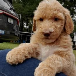 Poodles from Jeannie Doodles and Poodles