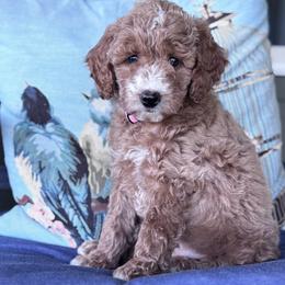Goldendoodle and Poodle Puppies from East Valley Pups