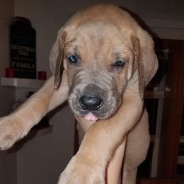 Great Dane Puppies from A Spot Of Blue Great Danes