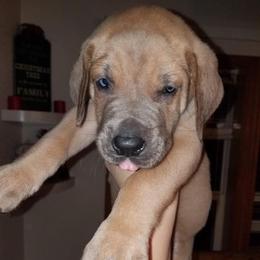 Great Dane Puppies from A Spot Of Blue Great Danes