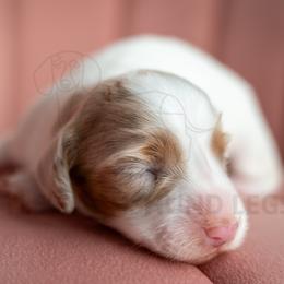 Aquafina - Piebald male Dachshund puppy in Temecula, California from Naomi Magee's Dachshund Kennel