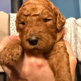 Pink - Red  female Poodle puppy in Keedysville, Maryland from Sunshine Red Standard Poodles