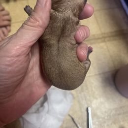 Chihuahua Puppies from Tammy's Chihuahuas
