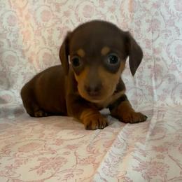 Chocolate and tan - Chocolate and tan female Dachshund puppy in Galax, Virginia from Dells  Dachshund’s