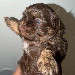 Canela - Liver and white female Shih Tzu puppy in Bakersfield, California from Little pumpkin Shih Tzu’s